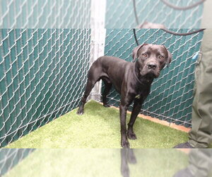 Labrador Retriever-Unknown Mix Dogs for adoption in Downey, CA, USA