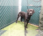 Small Labrador Retriever Mix