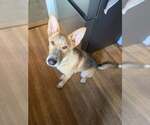 Small #2 Collie Mix