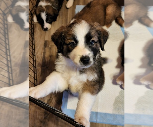 Medium Photo #6 Australian Shepherd-Saint Bernard Mix Puppy For Sale in ANTONIA, MO, USA