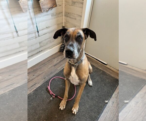 Medium Photo #8 Great Dane Puppy For Sale in Bullard, TX, USA