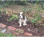 Small #6 English Springer Spaniel