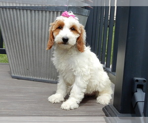 Goldendoodle (Miniature) Puppy for sale in WOOSTER, OH, USA