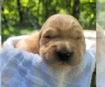 Small #5 Golden Retriever