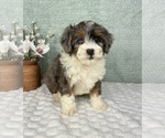 Small #1 Bernedoodle (Miniature)