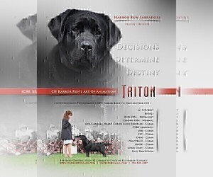 Father of the Labrador Retriever puppies born on 01/09/2023
