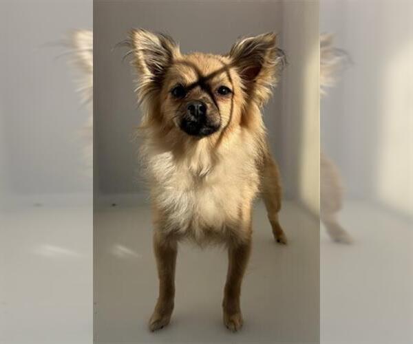 Medium Photo #1 Chiranian Puppy For Sale in Redlands, CA, USA