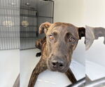 Small #2 Labrador Retriever Mix
