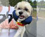 Small #2 Shih Tzu