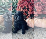 Small #2 Goldendoodle