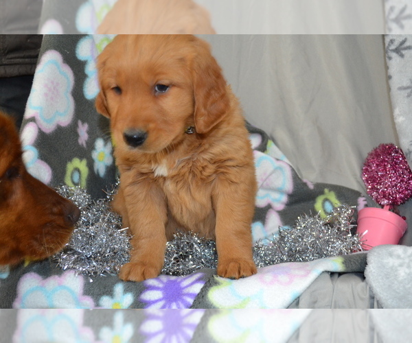 Medium Photo #2 Golden Retriever Puppy For Sale in GREENWOOD, WI, USA