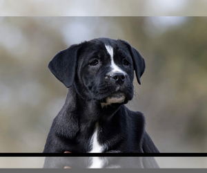 Golden Retriever-Olde English Bulldogge Mix Puppy for sale in ROWLEY, MA, USA