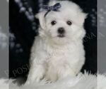 Small #3 Maltese