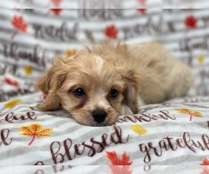 Cavapoo Puppy for sale in LAKELAND, FL, USA