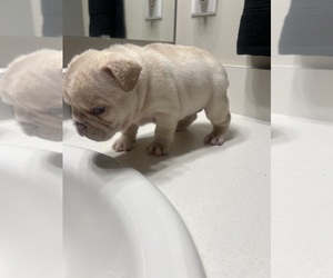French Bulldog Puppy for sale in CHARLOTTE, NC, USA