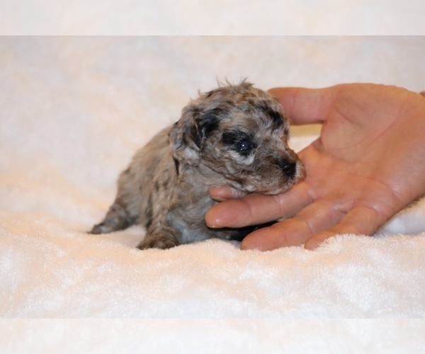 Medium Photo #14 Poodle (Toy) Puppy For Sale in DYERSBURG, TN, USA