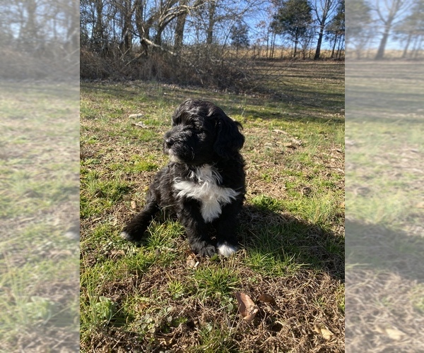Medium Photo #8 Portuguese Water Dog Puppy For Sale in FLORENCE, AL, USA