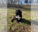 Small Photo #8 Portuguese Water Dog Puppy For Sale in FLORENCE, AL, USA