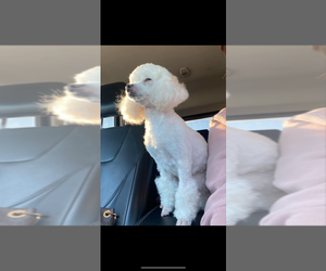 Mother of the Poodle (Toy) puppies born on 05/25/2025