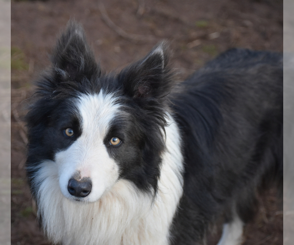 Medium Photo #8 Border Collie Puppy For Sale in MOSIER, OR, USA