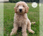 Small Photo #1 Goldendoodle Puppy For Sale in PAULINE, SC, USA