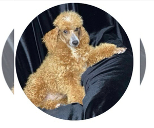 Poodle (Miniature) Puppy for sale in CLOVER, SC, USA