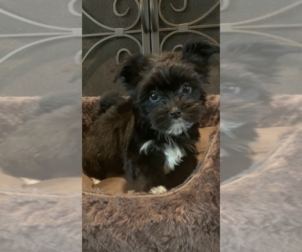 Medium Photo #1 Morkie Puppy For Sale in ATHENS, TX, USA