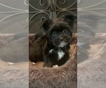 Small Photo #1 Morkie Puppy For Sale in ATHENS, TX, USA
