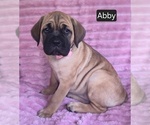 Small #10 Cane Corso