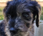 Image preview for Ad Listing. Nickname: Koda