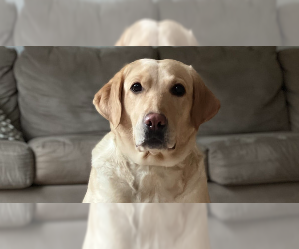 Medium Photo #1 Labrador Retriever-Unknown Mix Puppy For Sale in Utica, NY, USA