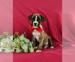 Small #1 Boxer