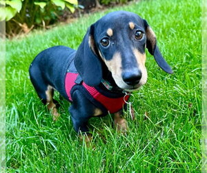 Lake - Male Dachshund Dog for Adoption - Photo #4