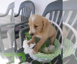 Australian Cattle Dog-Poodle (Toy) Mix Puppy for sale in CHICAGO, IL, USA