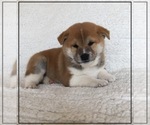 Small Photo #5 Shiba Inu Puppy For Sale in FULTON, MO, USA
