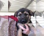 Small Photo #4 German Shepherd Dog Puppy For Sale in ANDERSON, AL, USA