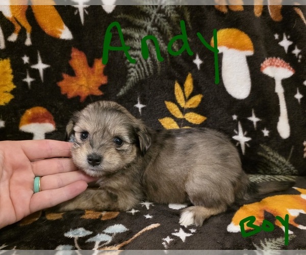 Medium Photo #8 Chizer Puppy For Sale in MONTEZUMA, GA, USA