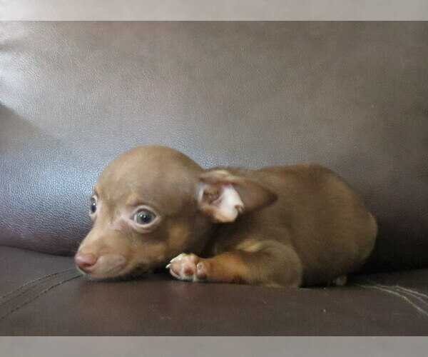 Medium Photo #15 Chihuahua Puppy For Sale in HAYES, VA, USA