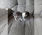 Small #1 Chiweenie
