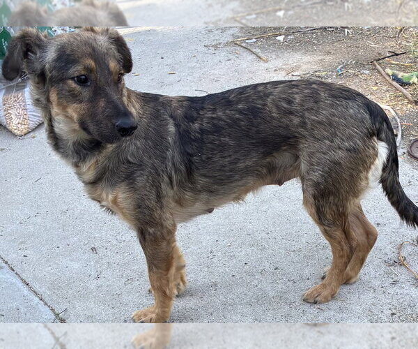 Medium Photo #7 Mutt Puppy For Sale in San Diego, CA, USA