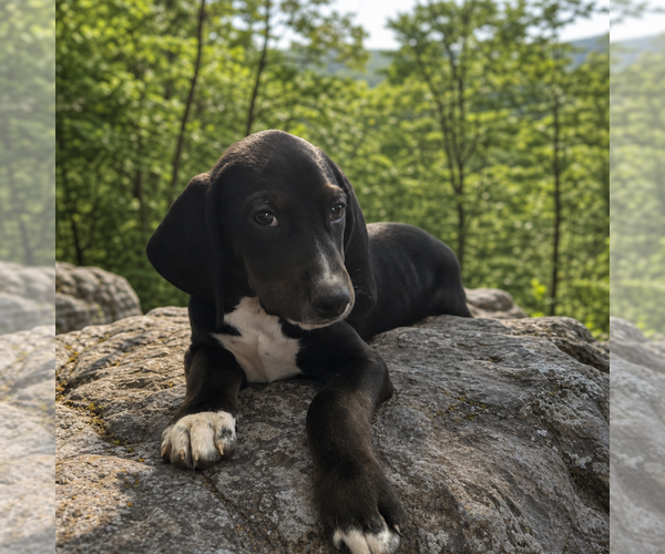 Medium Photo #1 American Foxhound-Labrador Retriever Mix Puppy For Sale in Cary, NC, USA