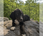 Small American Foxhound-Labrador Retriever Mix