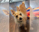 Small #3 Chihuahua Mix