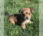 Puppy Rascal Yorkshire Terrier