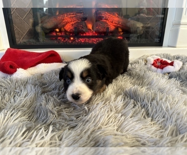 Medium Photo #1 Miniature Australian Shepherd Puppy For Sale in QUINCY, CA, USA