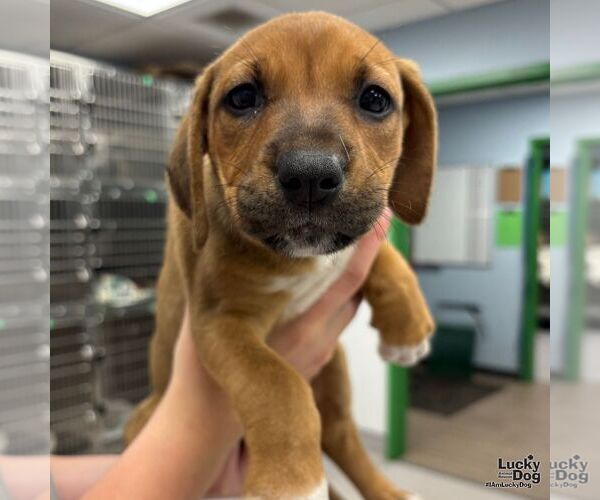 Medium Photo #4 Retriever -Unknown Mix Puppy For Sale in Washington, DC, USA