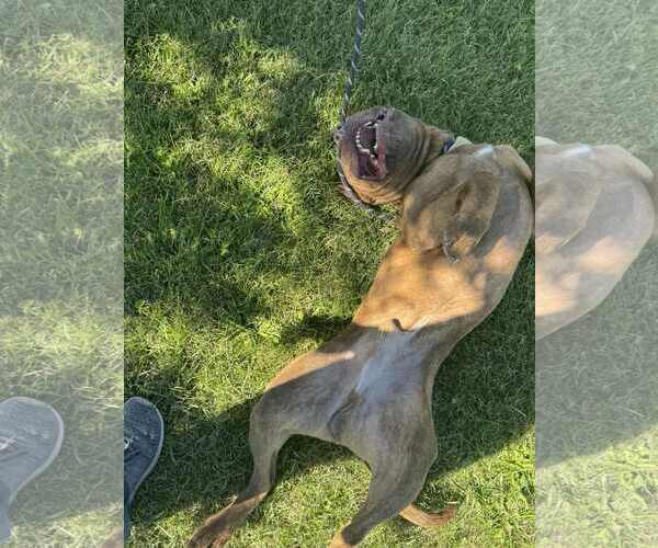 Medium Photo #5 American Pit Bull Terrier Puppy For Sale in MIDWAY, UT, USA