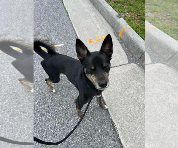 Medium Photo #2 American Staffordshire Terrier-Siberian Husky Mix Puppy For Sale in Front Royal, VA, USA