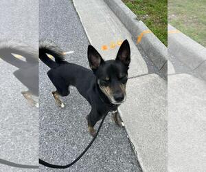 Tank - Male American Staffordshire Terrier-Siberian Husky Mix Dog for Adoption - Photo #2