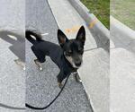 Small #1 American Staffordshire Terrier-Siberian Husky Mix